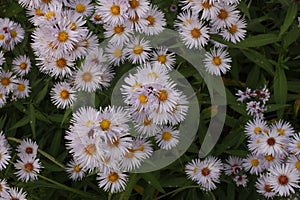 Lots of chamomile flowers close up