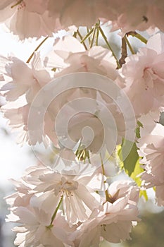 Lots of cherryblossom in spring