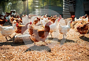 lots of chicken going for a walk in the yard