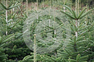 Lots of Christmas tree growing close together farmed green spruce Abies Fraseri Fraser Fir plant