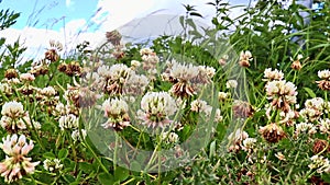 Lots of clower blossoms moving in the wind in a green meadow with a blue sky in the background