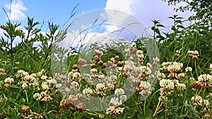 Lots of clower blossoms moving in the wind in a green meadow with a blue sky in the background