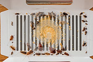 Lots of cockroaches have been catched by the sticker or catcher