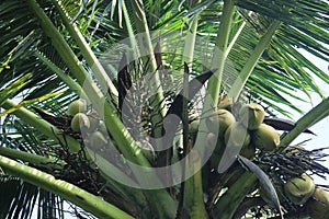 Lots of coconut fruit on tree