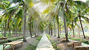 Lots of coconut trees in the park on benches for tourists.