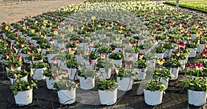 Lots of colored potted pansies  ready for sale in the greenhouse at the end of winter