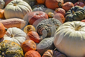 Lots of colorful pumpkins laid out in the row. Colored pumpkin as background, wallpaper