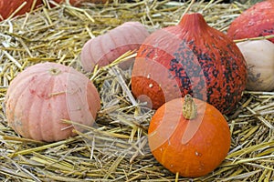 Lots of colorful pumpkins laid out in the row. Colored pumpkin as background, wallpaper