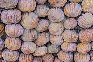 Lots of colorful pumpkins laid out in the row. Colored pumpkin as background, wallpaper