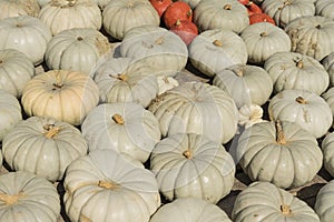 Lots of colorful pumpkins laid out in the row. Colored pumpkin as background, wallpaper