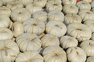 Lots of colorful pumpkins laid out in the row. Colored pumpkin as background, wallpaper