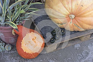 Lots of colorful pumpkins laid out in the row. Colored pumpkin as background, wallpaper