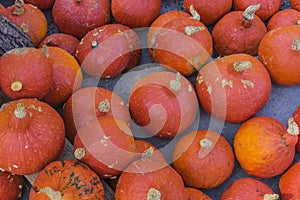 Lots of colorful pumpkins laid out in the row. Colored pumpkin as background, wallpaper