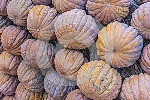 Lots of colorful pumpkins laid out in the row. Colored pumpkin as background, wallpaper