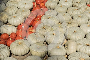 Lots of colorful pumpkins laid out in the row. Colored pumpkin as background, wallpaper