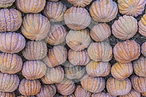 Lots of colorful pumpkins laid out in the row. Colored pumpkin as background, wallpaper