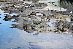 Lots of Crocs