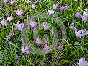 Lots of crocus flowers in the spring