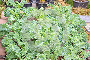 Lots of Curl leaf kale or Brassica oleracea grown in the field Covered with dry straw