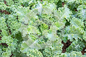 Lots of Curl leaf kale or Brassica oleracea grown in the field Covered with dry straw