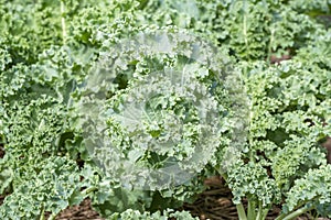 Lots of Curl leaf kale or Brassica oleracea grown in the field Covered with dry straw