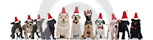 Lots of cute dogs standing together while wearing santa hats waiting to celebrate christmas