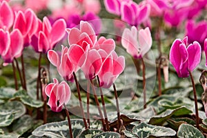 Lots of Cyclamen Flowers photo