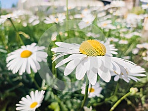 Lots of daisies in the field under the sun. A symbol of love and fidelity.