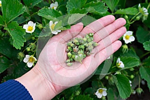 Lots of damaged strawberry buds on opened palm. Injuring berry harvest insects in countryside