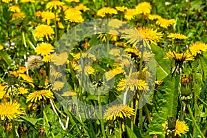 Lots of Dandelions on Meadow