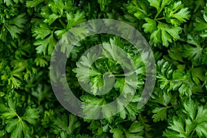Lots of delicious parsley, parsley background, healthy food. The image is generated with the use of an AI.