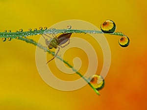 Lots of dew drops stucked on the grass photo