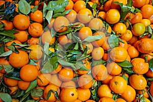 Lots of eco friendly oranges