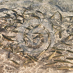 Lots of European chub fish in transparent water of a mountain lake