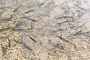 Lots of European chub fish in transparent water of a mountain lake