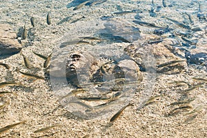 Lots of European chub fish in transparent water of a mountain lake