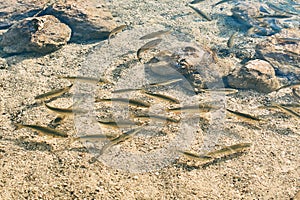 Lots of European chub fish in transparent water of a mountain lake