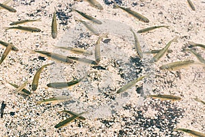 Lots of European chub fish in transparent water of a mountain lake