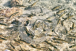 Lots of European chub fish in transparent water of a mountain lake