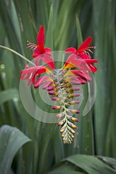 Lots of Exotic Red Flowers