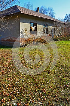 Lots of fallen apples in late autumn near an abandoned house