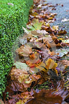 Lots of fallen autumn leaves