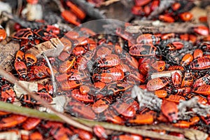 Lots of fire beetles