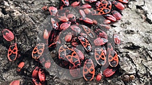 Lots of firebugs Pyrrhocoris apterus sitting on tree bark