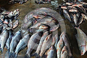 lots of fish of different varieties in fis market for sale photo
