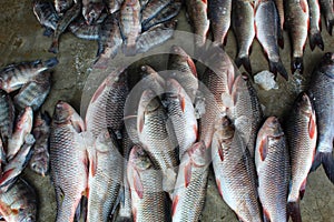 lots of fish of different varieties in fis market for sale hd photo