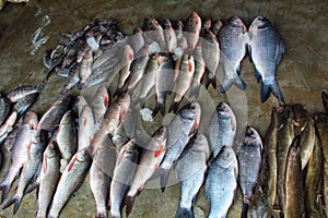 lots of fish of different varieties in fis market for sale photo