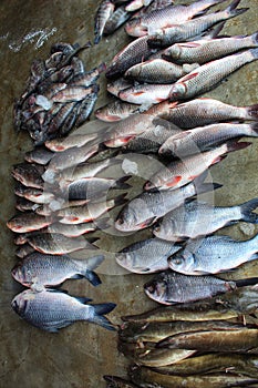 lots of fish of different varieties in fis market for sale photo