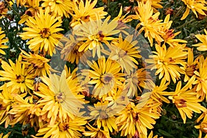 Lots of flower buds in orange color from top view. Slightly out of focus photo to use as background