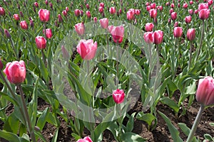Lots of flowering pink tulips in spring
